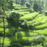 Paysage de végétation verte en terrasse faisant partie d'un flanc de montagne dans les Annapurnas