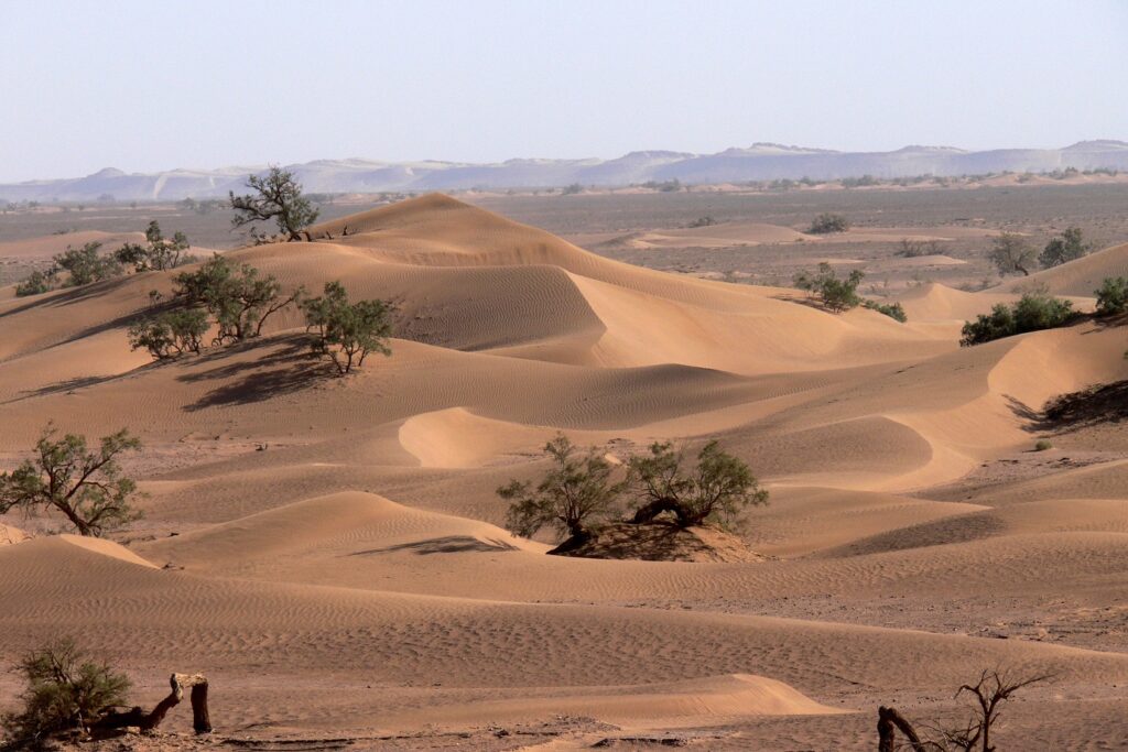 Paysage de la vallée du Draa avec de la végétation par endroit