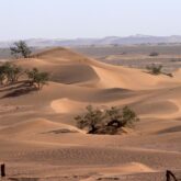 Paysage de la vallée du Draa avec de la végétation par endroit