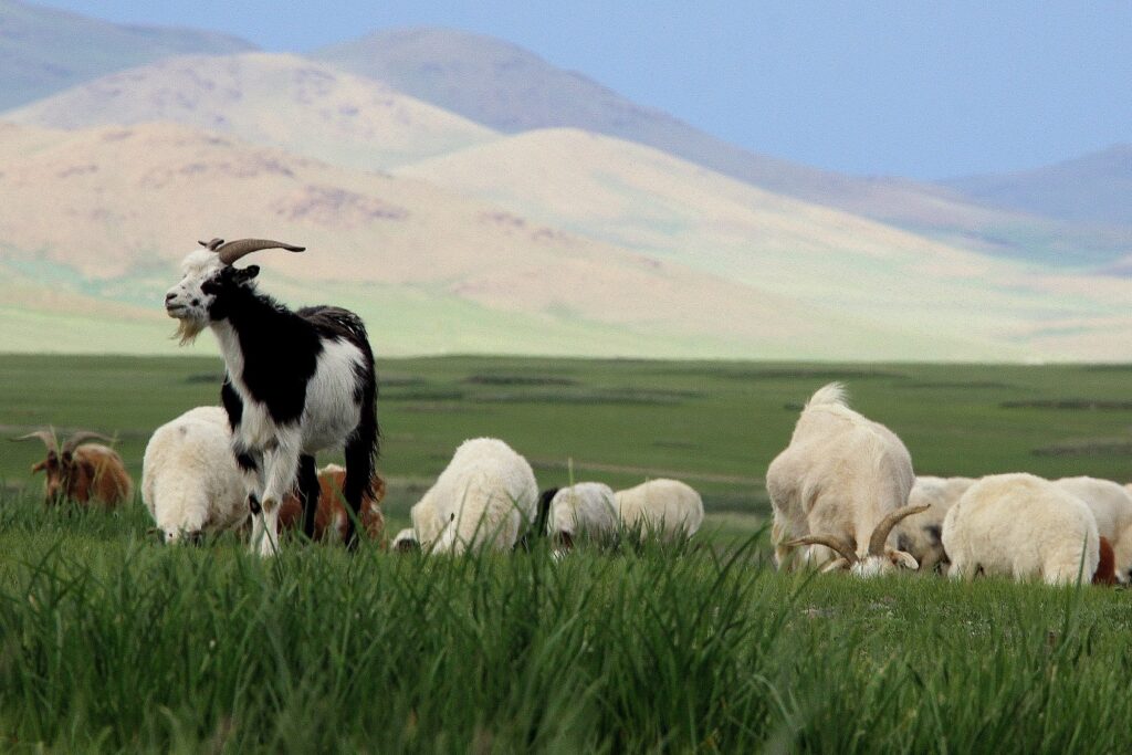 Troupeau de chèvre avec un paysage montagnard à l'arrière en Mongolie