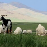 Troupeau de chèvre avec un paysage montagnard à l'arrière en Mongolie
