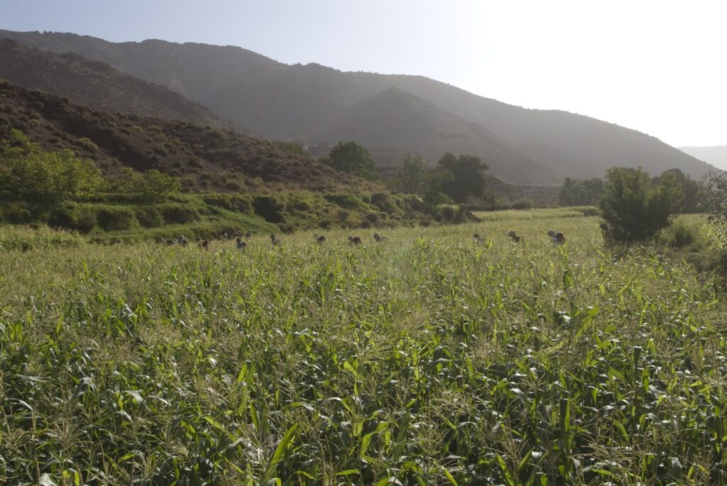 Paysage de la végétation présente dans les champs du Maroc