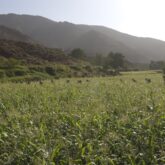 Paysage de la végétation présente dans les champs du Maroc