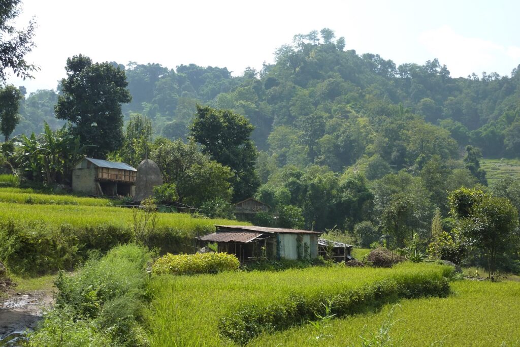 Paysage verdoyant avec des rizières au Népal