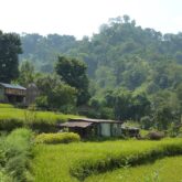 Paysage verdoyant avec des rizières au Népal