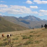 groupe de randonneurs en albanie du sud avec leur guide sur un chemin avec des vaches