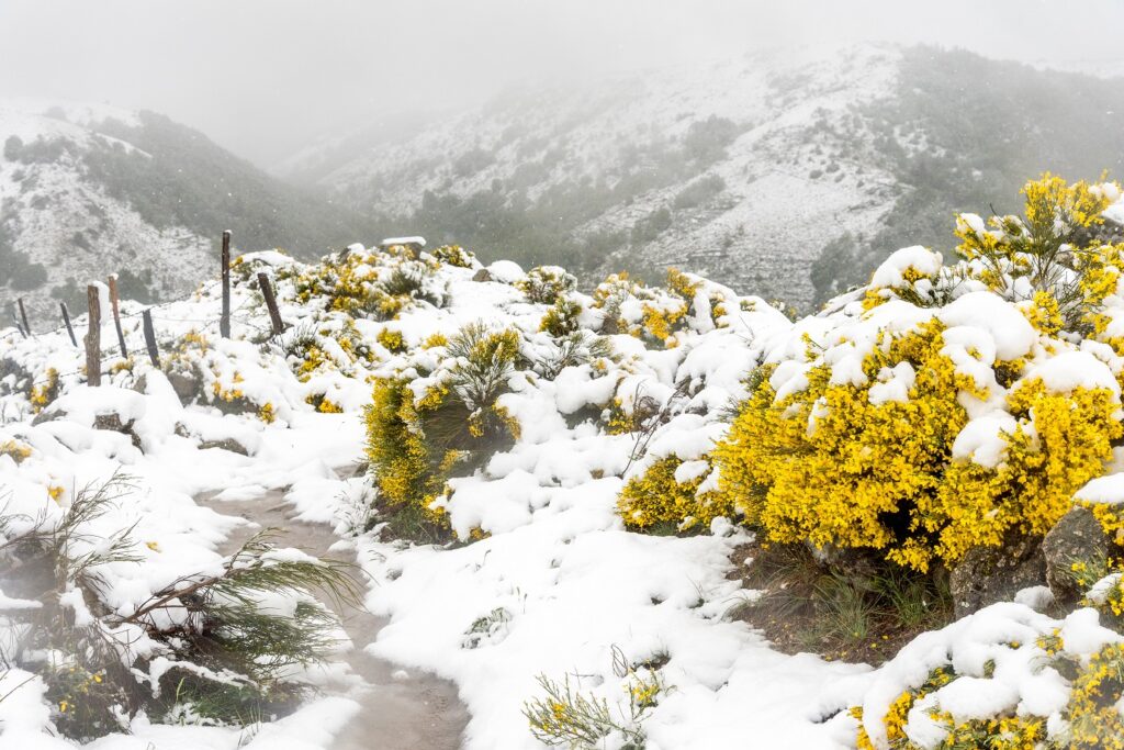 Paysage dans les Cévennes en hiver avec des fleurs jaunes et un sentier couvert de neige.