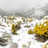 Paysage dans les Cévennes en hiver avec des fleurs jaunes et un sentier couvert de neige.