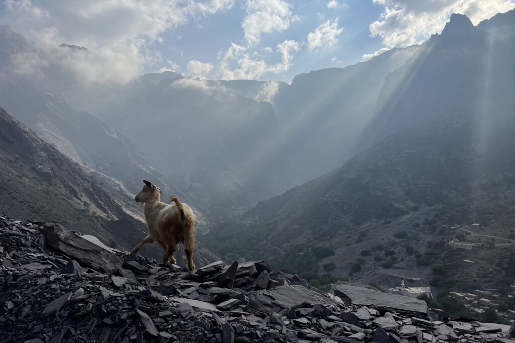 Paysage avec les rayons du soleil qui passent à travers les nuages et qui éclairent une vallée de pierre et une chèvre sur une montagne à Oman.