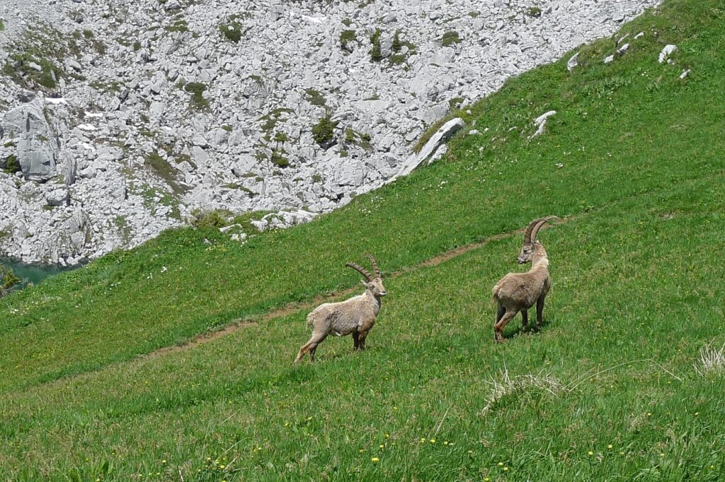 Paysage de montagne avec des chamois sur une étendue d'herbe