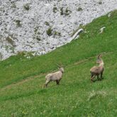 Paysage de montagne avec des chamois sur une étendue d'herbe