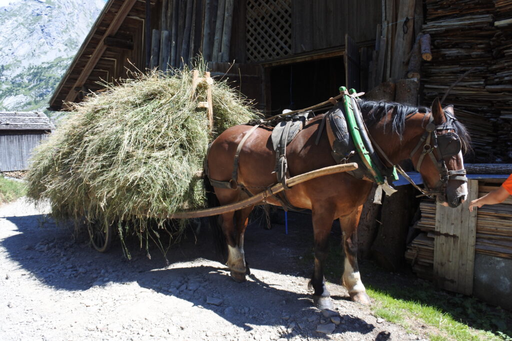 Photo d'un cheval attelé qui transporte du foin dans les alpages des Aravis