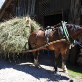 Photo d'un cheval attelé qui transporte du foin dans les alpages des Aravis
