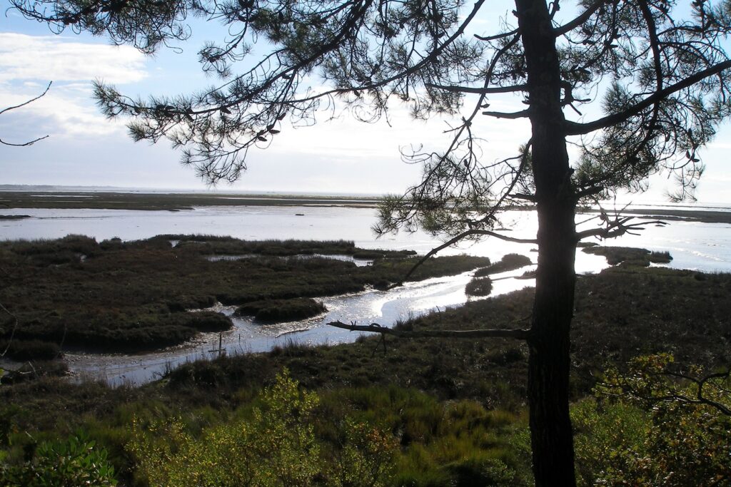 Paysage dans le bassin d'Arcachon avec une étendue d'eau encadrée d'arbres caractéristiques de la zone