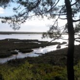 Paysage dans le bassin d'Arcachon avec une étendue d'eau encadrée d'arbres caractéristiques de la zone