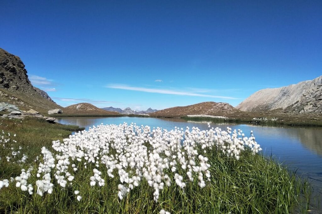 Paysage de montagne avec un lac de montage encadré de fleurs blanches et de sommets à l'arrière-plan
