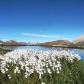 Paysage de montagne avec un lac de montage encadré de fleurs blanches et de sommets à l'arrière-plan