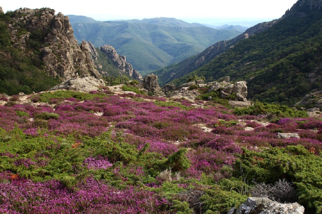 Paysage du Caroux avec une étendue de bruyère sur un sommet de montagne dans le Caroux