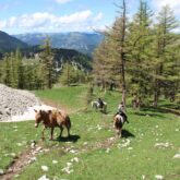 groupe de randonneurs à cheval avec leur guide sur un sentier de randonnée dans les Alpes