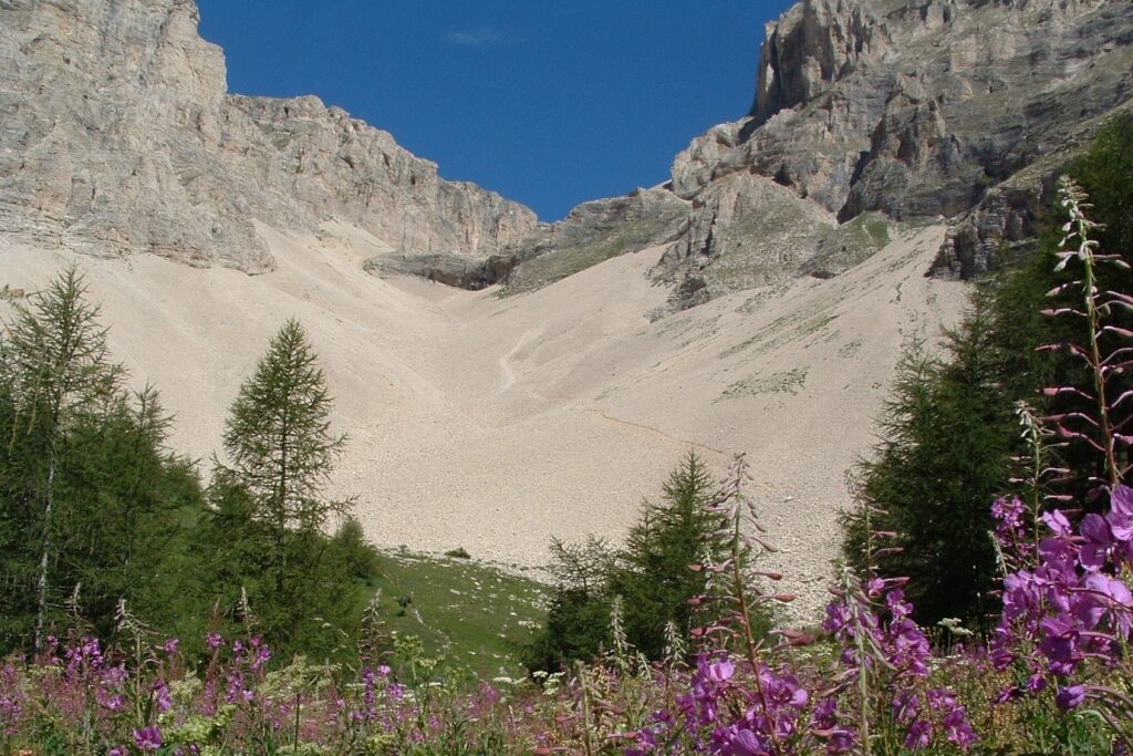 Paysage de montagne avec des fleurs au premier plan et des sommets à l'arrière