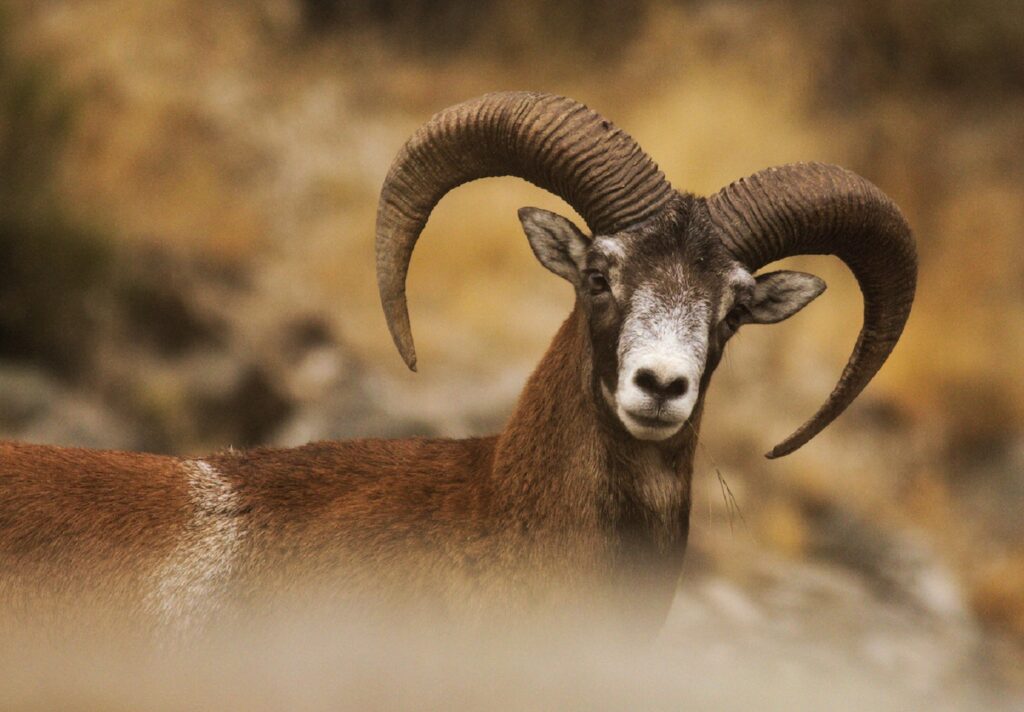 Mouflon observé dans le Caroux qui regarde le photographe