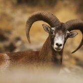 Mouflon observé dans le Caroux qui regarde le photographe