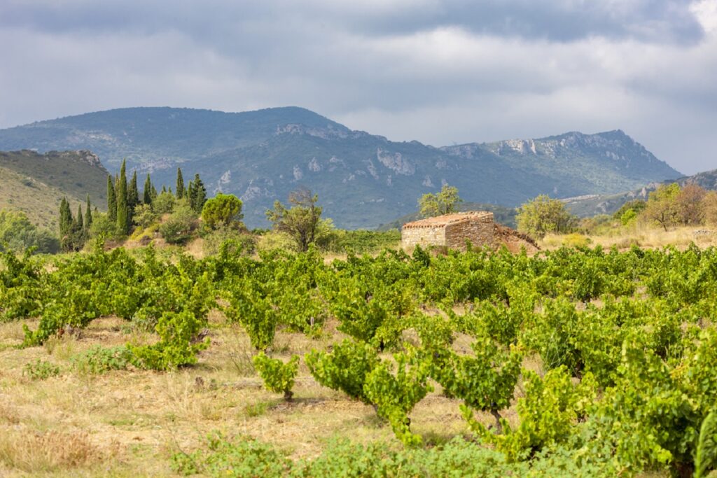 Paysage avec une étendue de végétation, une culture viticole au premier plan avec une maison en pierre un peu plus loin et des montagnes en fond
