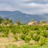 Paysage avec une étendue de végétation, une culture viticole au premier plan avec une maison en pierre un peu plus loin et des montagnes en fond