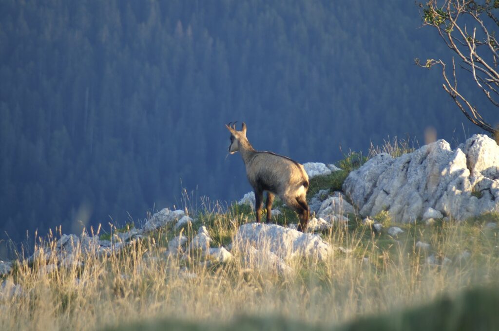 Paysage de montagne avec un petit chamois