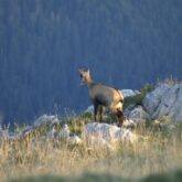 Paysage de montagne avec un petit chamois