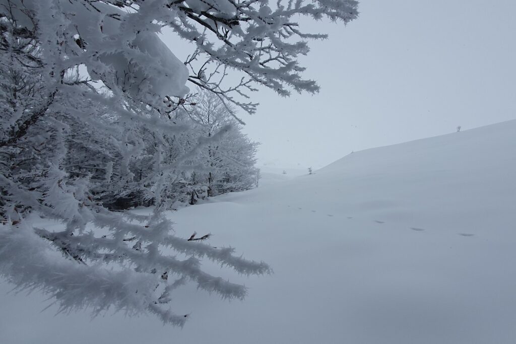 Paysage de montagne avec une étendue de neige et un arbre couvert de gel au premier plan, ce paysage prend place dans les Pyrénées, dans la vallée d'Aspe