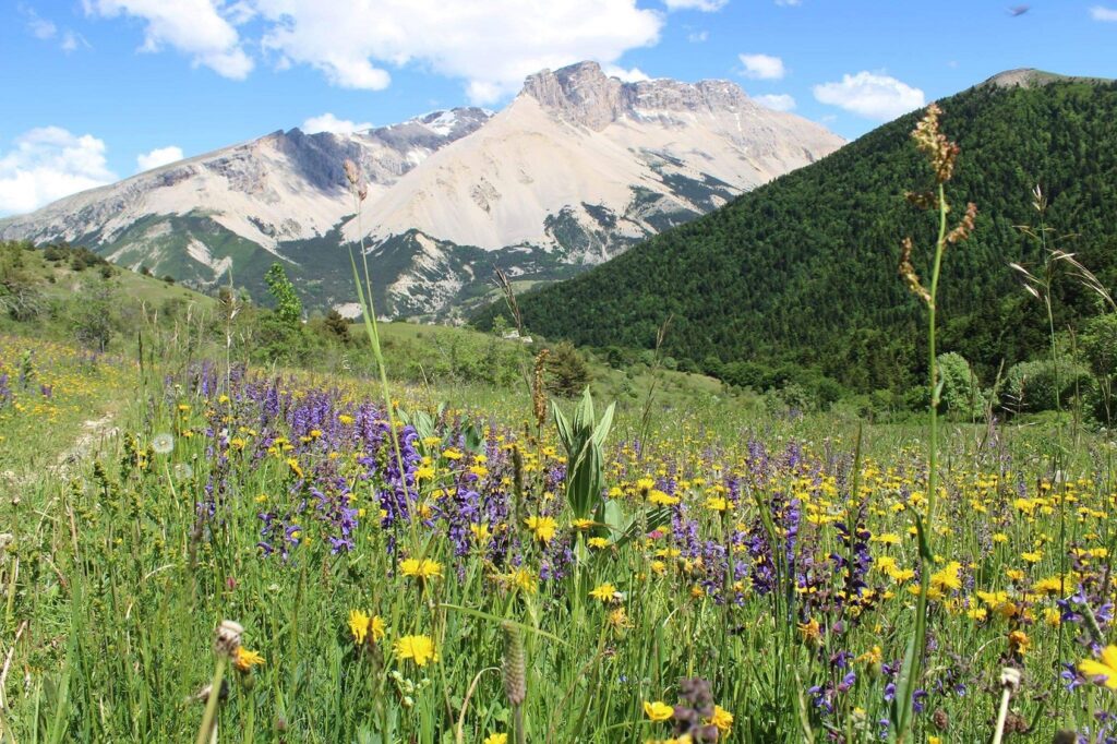 Paysage de montagne avec au premier plan des plantes et à l'arrière des sommets divers
