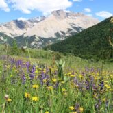 Paysage de montagne avec au premier plan des plantes et à l'arrière des sommets divers