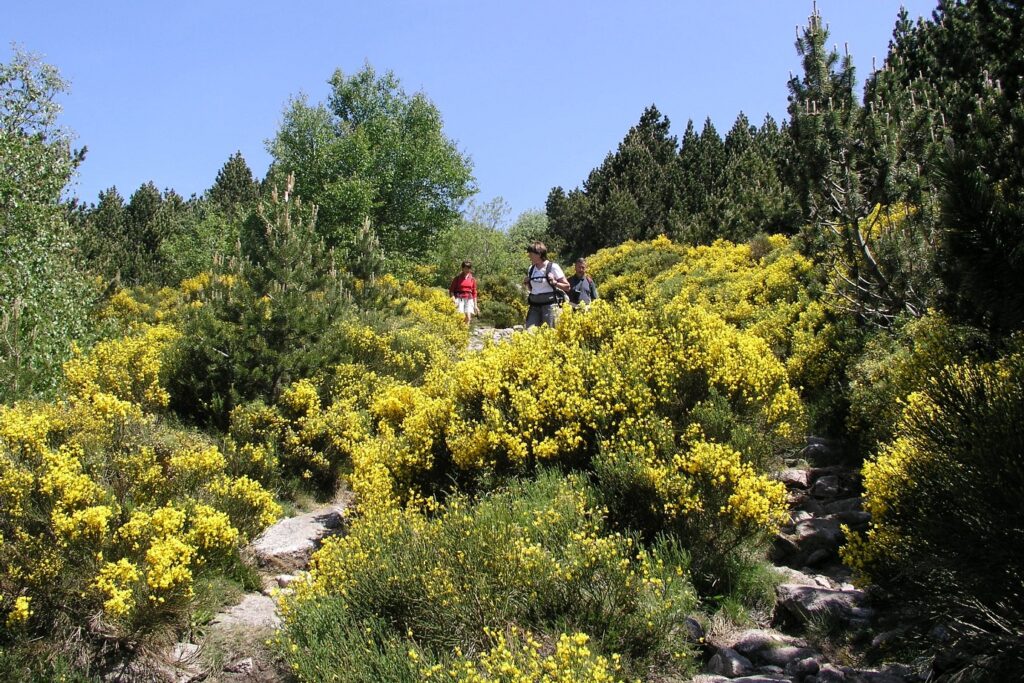 groupe de randonneurs sur un sentier de randonnée en liberté avec des arbres de part et d'autre