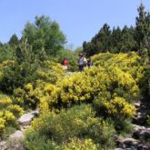 groupe de randonneurs sur un sentier de randonnée en liberté avec des arbres de part et d'autre
