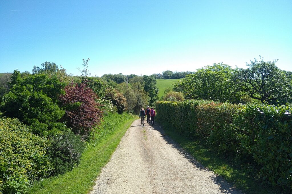 Groupe de randonneurs sur une piste encadrée d'arbres sous un soleil estival