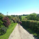 Groupe de randonneurs sur une piste encadrée d'arbres sous un soleil estival