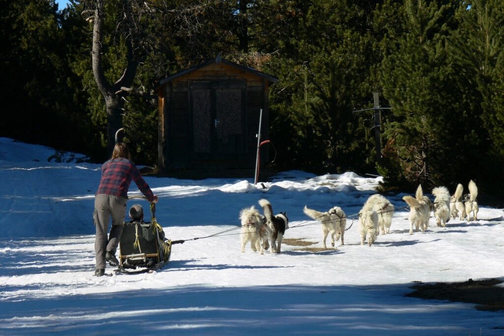 Activité d'un chien de traîneau sur une piste en Cerdagne lors d'un séjour multi-activité