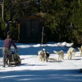 Activité d'un chien de traîneau sur une piste en Cerdagne lors d'un séjour multi-activité