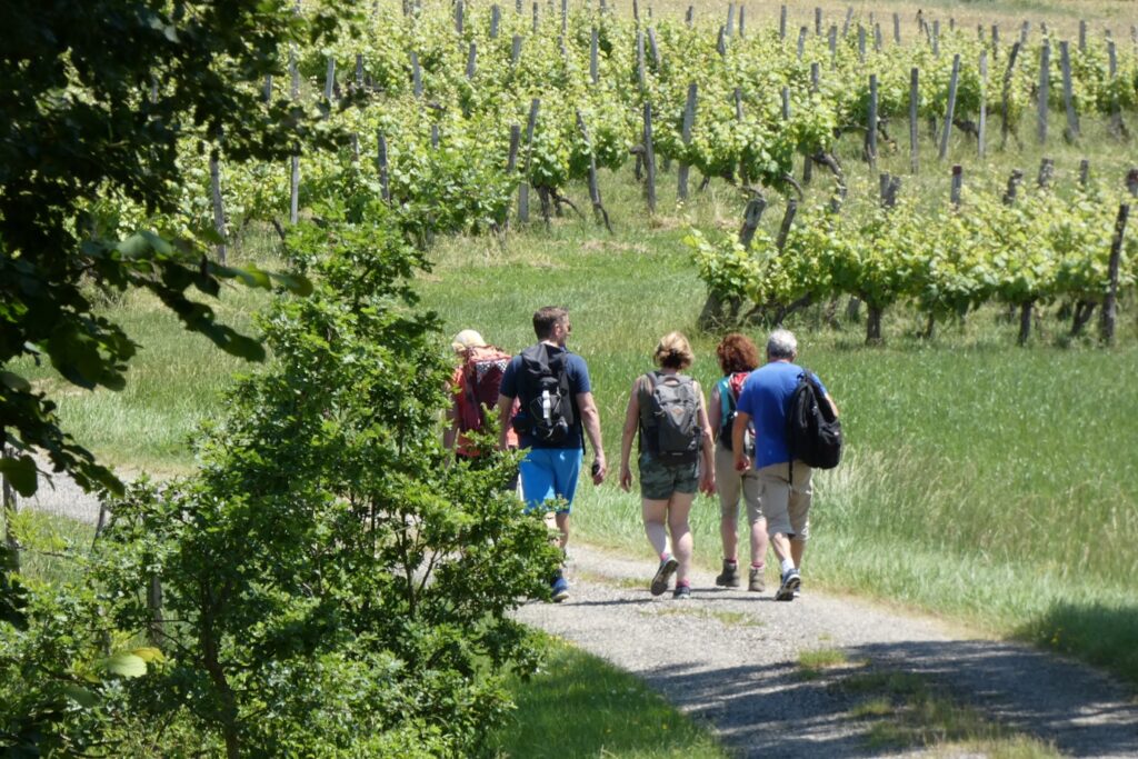 Groupe de randonneurs sur un sentier de randonnée dans le Gers à travers les cultures viticoles