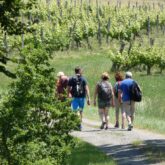 Groupe de randonneurs sur un sentier de randonnée dans le Gers à travers les cultures viticoles