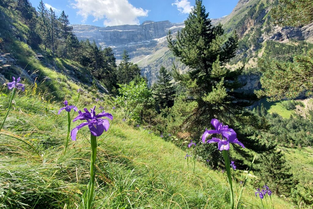 Paysage de montagne avec des fleurs sauvages