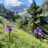 Paysage de montagne avec des fleurs sauvages