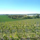 Paysage dans le Gers observé lors d'un séjour de randonnée accompagné d'un guide de découverte de randonnée et de spécialités du Gers