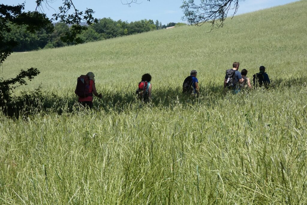 Groupe de randonneurs sur un sentier dans un champ avec leur guide encadré de végétation
