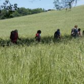 Groupe de randonneurs sur un sentier dans un champ avec leur guide encadré de végétation