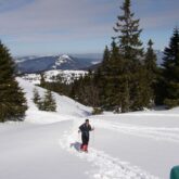 Groupe de randonneurs avec leur guide sur un sentier de raquettes avec des arbres en fond