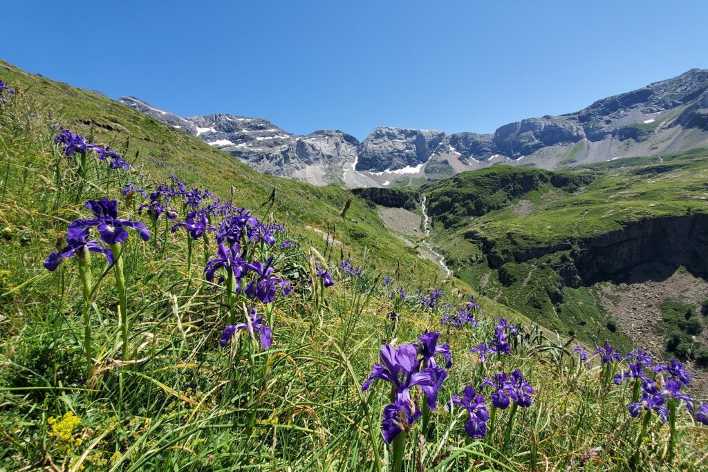 Paysage de montagne avec des fleurs sauvages au premier plan et des sommets à l'arrière-plan.