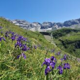 Paysage de montagne avec des fleurs sauvages au premier plan et des sommets à l'arrière-plan.