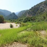 Paysage de Sardaigne avec une grande étendue d'arbres et des sommets de part et d'autre, avec en fond des sommets recouverts de beaucoup d'arbres